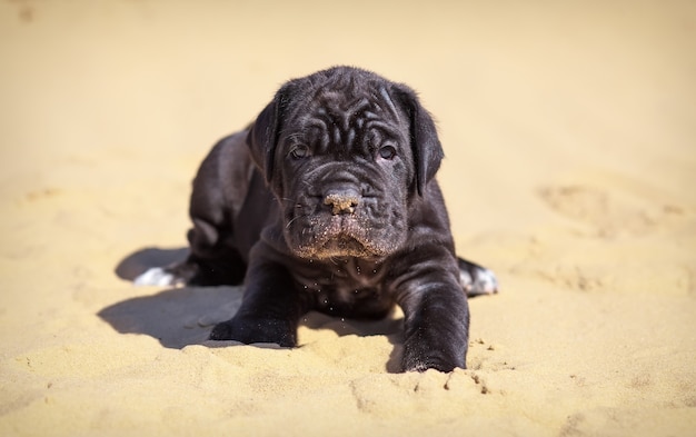 Beau jeune chiot mastiff italien cane corso est assis sur le sable en journée ensoleillée.