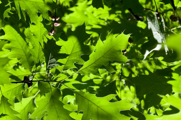 Beau jeune feuillage d'arbre vert feuillage d'un arbre en été ou au printemps