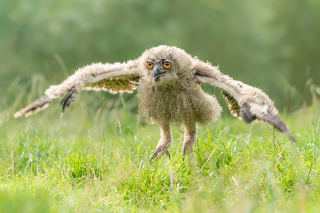 Un beau jeune hibou européen juvénile (Bubo bubo) marchant dans les hautes herbes