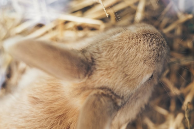 Un beau jeune lapin brun sur un fond de foin de paille