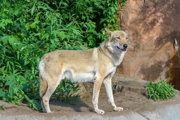 Beau jeune loup Animal sauvage prédateur