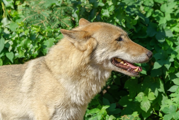 Beau jeune loup Animal sauvage prédateur