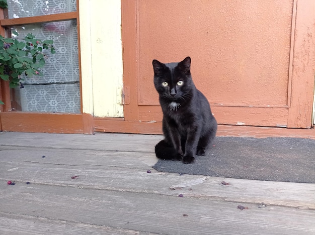 Beau, jeune, noir, chat, assis, sur un vieux, bois, porche, un jour d'été