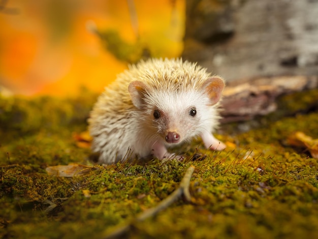 Beau jeune petit hérisson pygmée africain en forêt