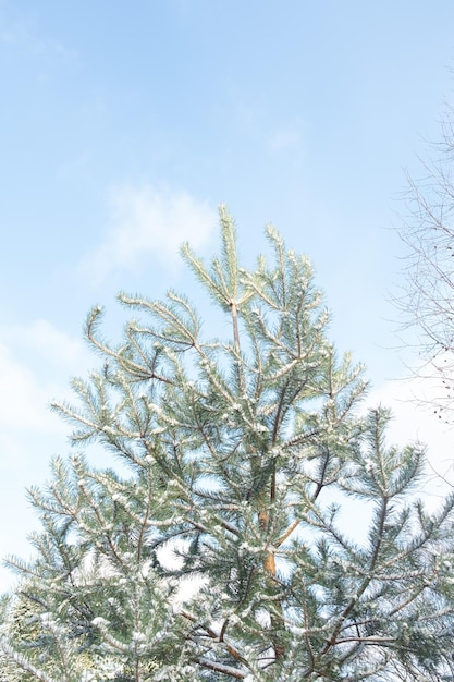 Photo beau jeune pin à la fin de l'automne. première neige. saison de transition de l'automne à l'hiver.