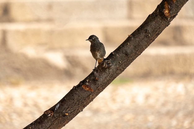 Un beau et jeune spécimen du rouge-queue noir Phoenicurus ochruros est un petit passereau du genre Phoenicurus