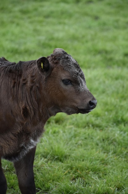 Beau jeune veau brun dans un pâturage d'herbe