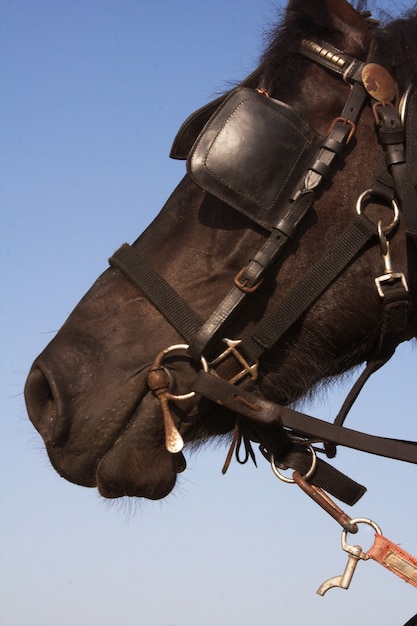 Photo beau jour d'été en plein air de cheval