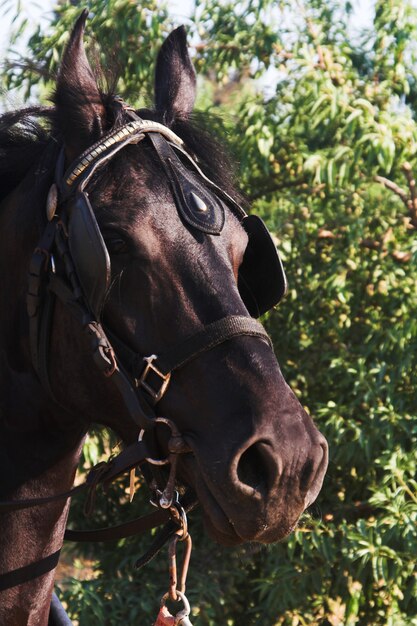 Beau jour d'été en plein air de cheval