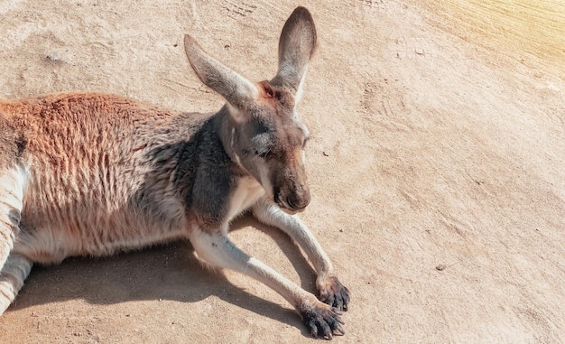 Beau kangourou se reposant dans la photographie de sable de fond naturel d'animaux