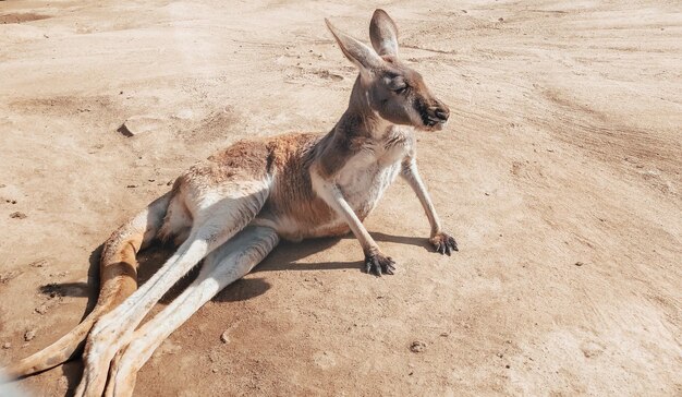 Beau kangourou se reposant dans la photographie de sable de fond naturel d'animaux