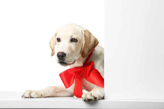 Beau labrador retriever avec arc rouge isolé sur fond blanc