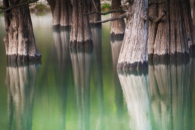 Photo beau lac avec des arbres qui poussent dans l'eau abstrait nature été