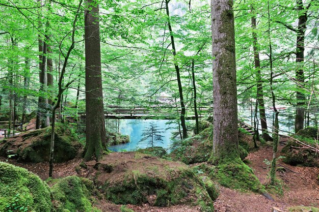 Beau lac Blausee