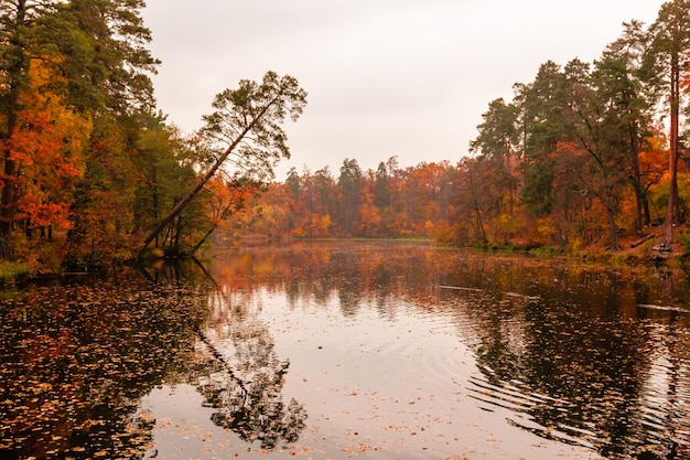 Beau lac dans une forêt avec des arbres d'automne