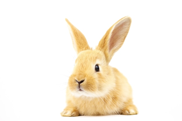 Beau lapin au gingembre sur fond blanc.