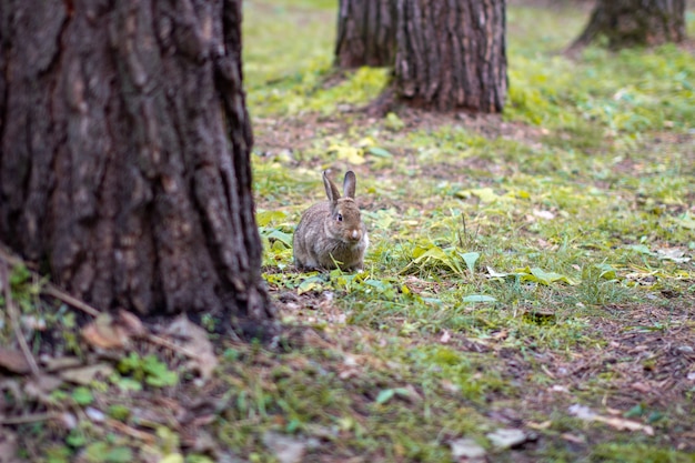 Un Beau Lapin Aux Longues Oreilles Court Dans La Forêt Et Mâche Des Feuilles Et Des Feuilles D'herbe.