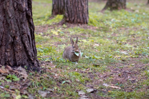 Un beau lapin aux longues oreilles court dans la forêt et mâche des feuilles et des feuilles d'herbe.