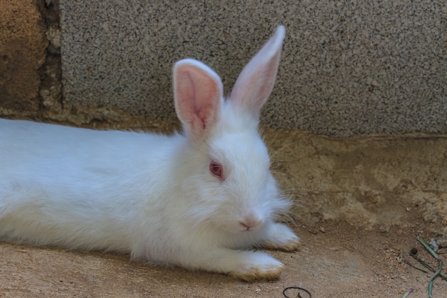 Beau lapin blanc moelleux