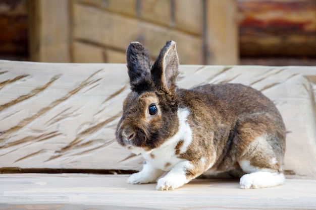 Beau lapin brun assis sur un banc dans le village