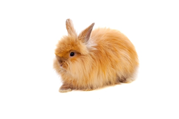 Beau lapin brun avec des cheveux longs et doux