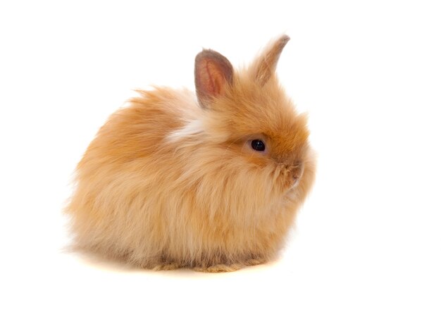 Beau lapin brun avec des cheveux longs et doux