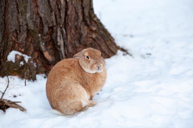 Beau lapin rouge moelleux en hiver à la ferme