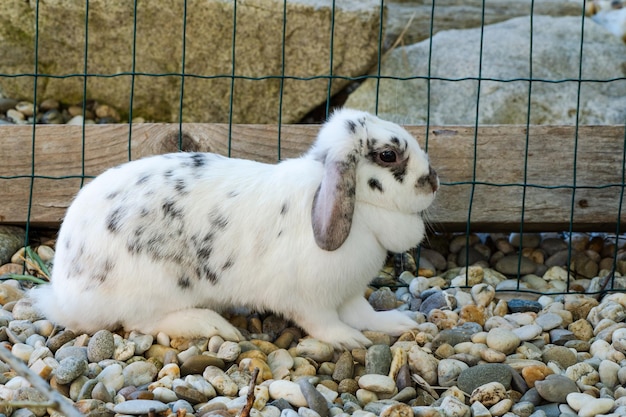 Beau lapin tacheté blanc et noir, ou gris - mini lop est assis dehors dans la volière