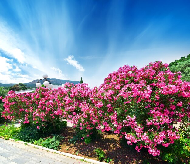 Beau laurier rose en fleurs sur un front de mer