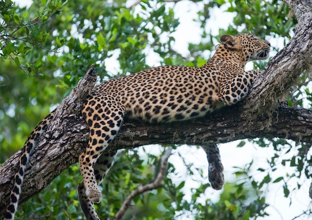 Beau léopard reposant sur une branche