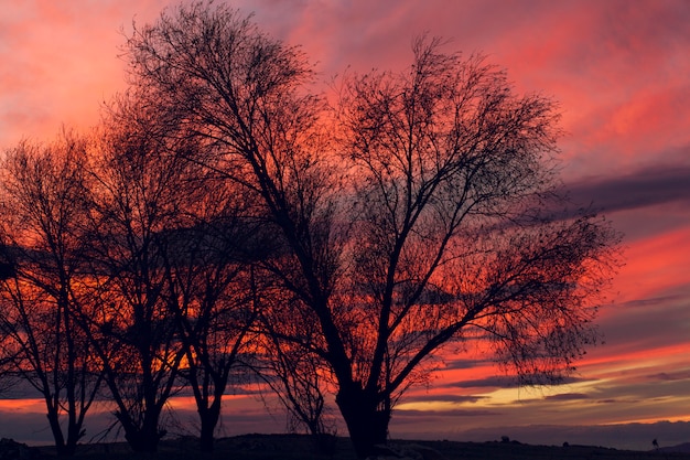 Beau lever de soleil sur champ vert et arbre unique dans un matin d'été