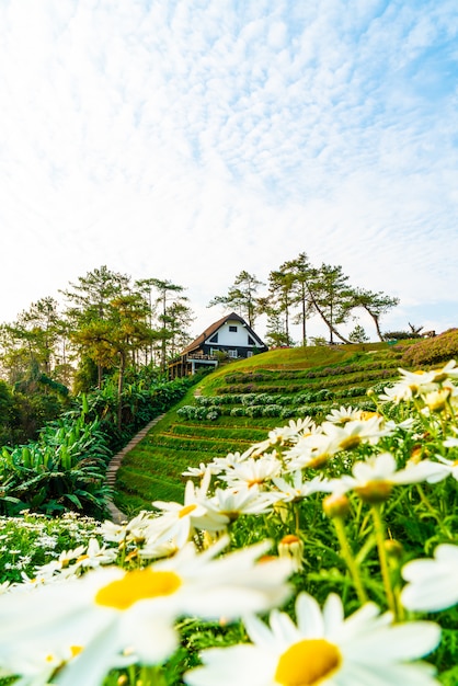 Beau Lever De Soleil Ciel Avec Jardin En Montagne Au Parc National Huai Nam Dang