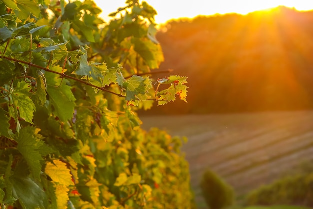 Beau lever de soleil dans les vignobles près de Faenza, Italie.