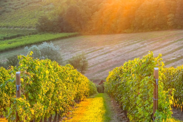 Beau lever de soleil dans les vignobles près de Faenza Italie