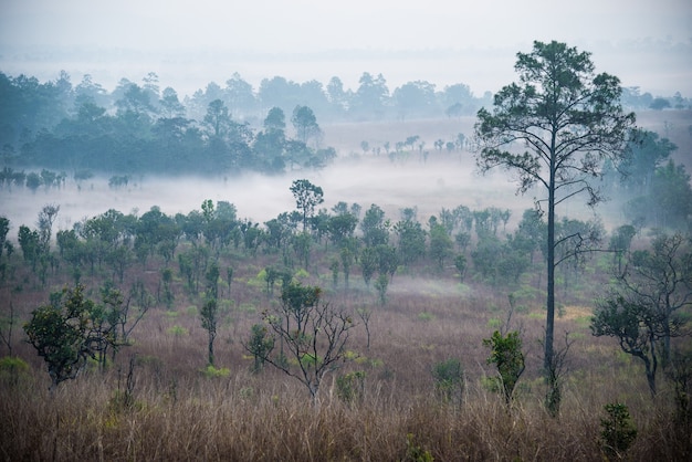Beau lever de soleil et nuages brumeux dans la forêt au parc national de Thung Salaeng Luang, Thaïlande