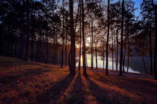 Beau lever de soleil et ombres des arbres