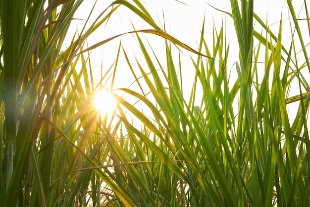 Le beau lever de soleil ou les rayons du soleil brillent à travers le fond des arbres de feuilles vertes. Paysage, canne à sucre