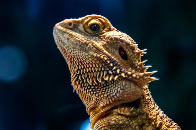 Beau lézard Barbu Agama Pogona vitticeps