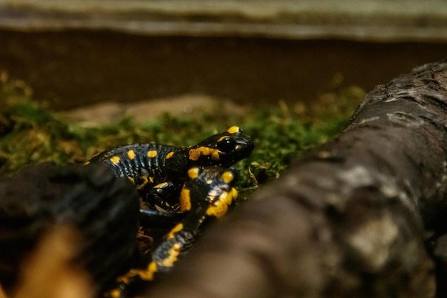 Beau lézard dans l'herbe salamandre commune