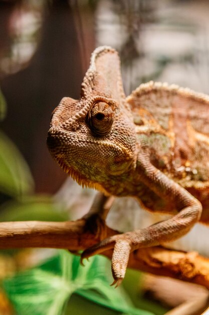 Beau lézard du caméléon du Yémen Caméléon voilé Chamaeleo calyptratus