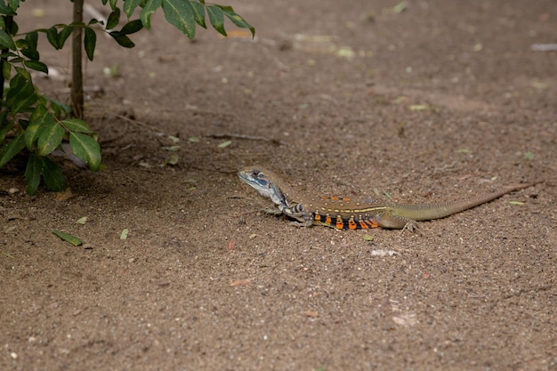 Beau lézard exotique coloré dans la forêt thaïlandaise sur la côte de la mer