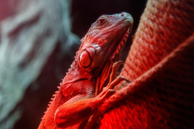 Beau lézard iguane