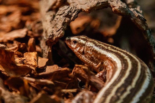 Beau lézard rayé zonosaurus lézard plaqué à quatre lignes zonosaurus quadrilineatus