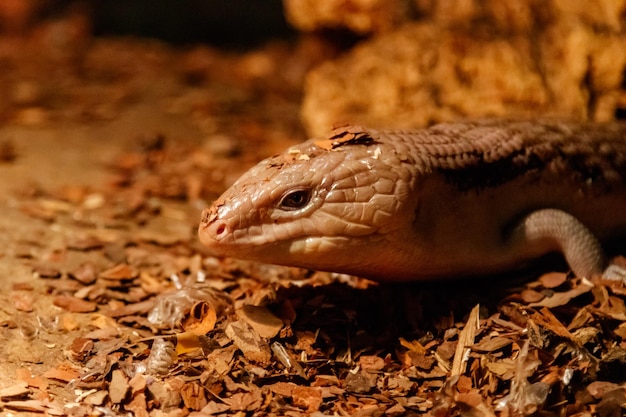 Photo beau lézard scinque aux yeux bleus tiliqua scincoides