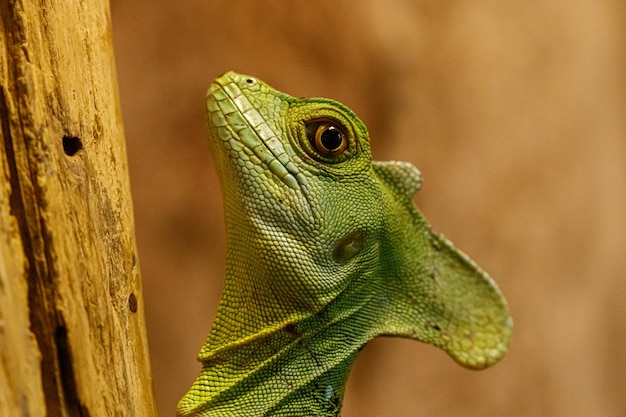 Beau lézard vert sur une branche