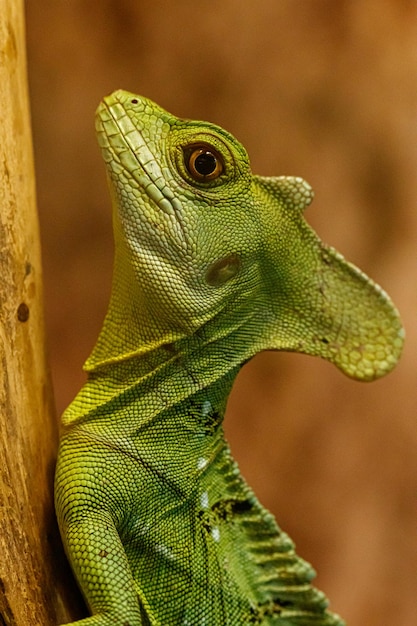 Beau lézard vert sur une branche