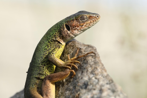 Beau lézard vert sur la pierre en plein air