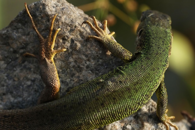 Beau lézard vert sur la pierre en plein air