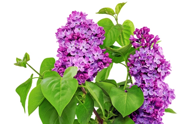 Beau lilas dans le vase. Isolé sur blanc.