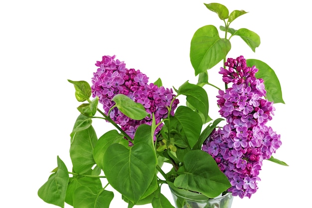 Beau lilas dans le vase. Isolé sur blanc.